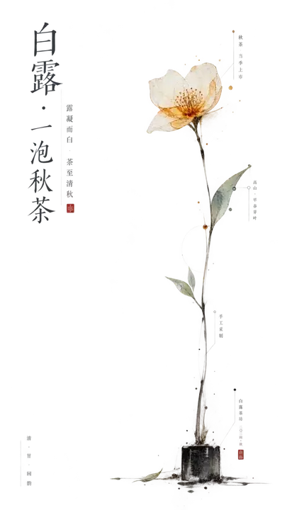 白露秋茶上市海报