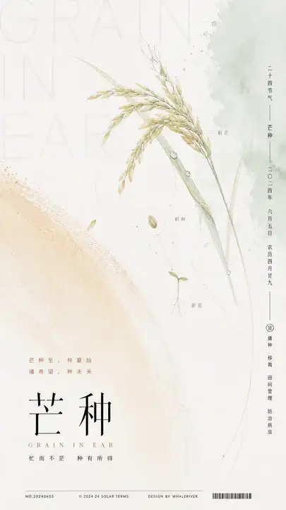 芒种节气稻芒海报