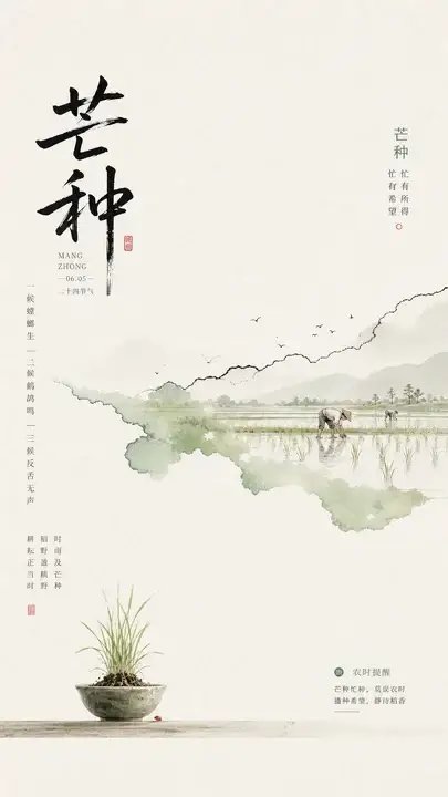 芒种稻田