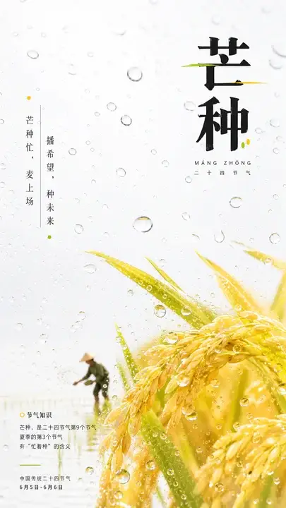 芒种稻田农忙海报