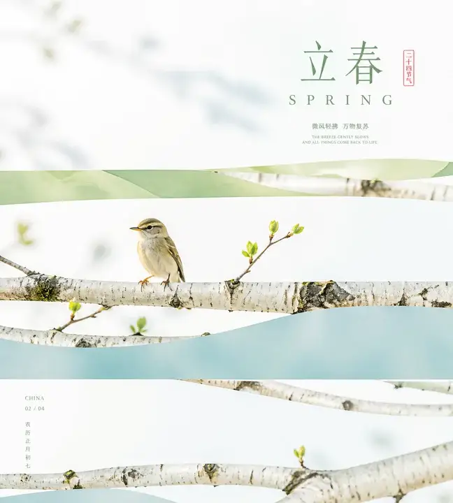 立春白桦小鸟