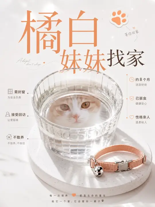 猫咪领养信息页