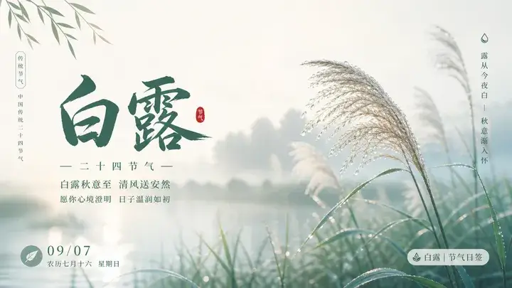 白露晨雾芦苇